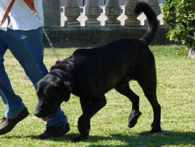 Cão de Castro Laboreiro