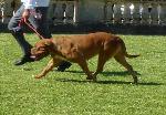 Cães