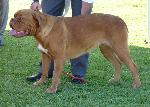Cães