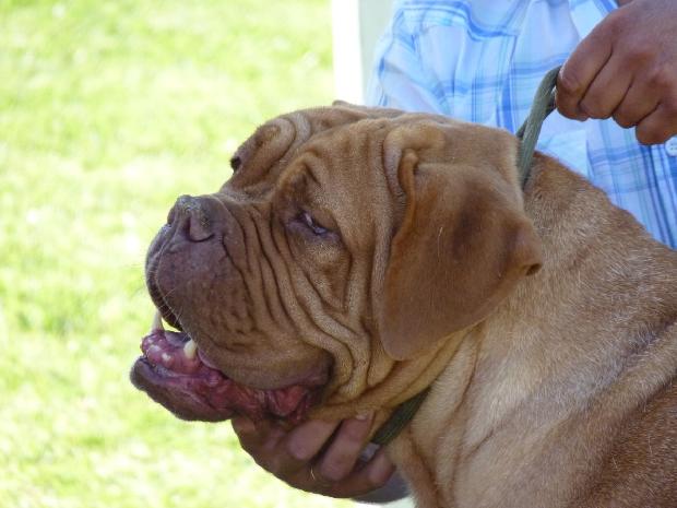 Dogue de Bordéus