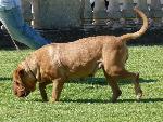 Cães