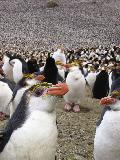 Pinguins reais