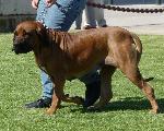 Cães