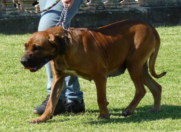 Fila Brasileiro