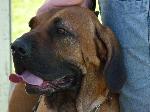 Cães