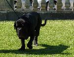 Cães