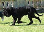 Cães