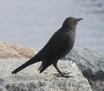 Aves