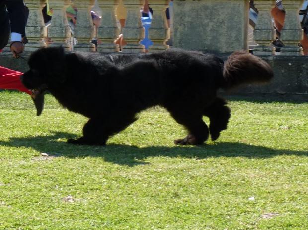Cão da Terra Nova