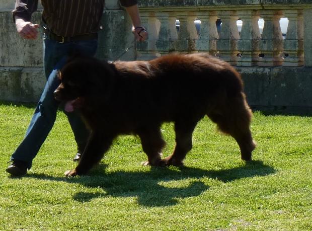 Cão da Terra Nova