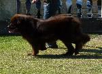 Cães
