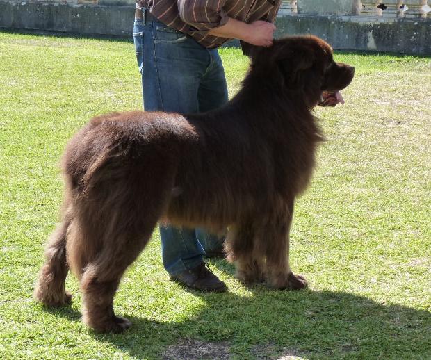 Cão da Terra Nova