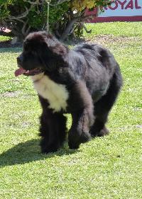 Criadores de cães da Terra Nova