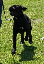 Cães
