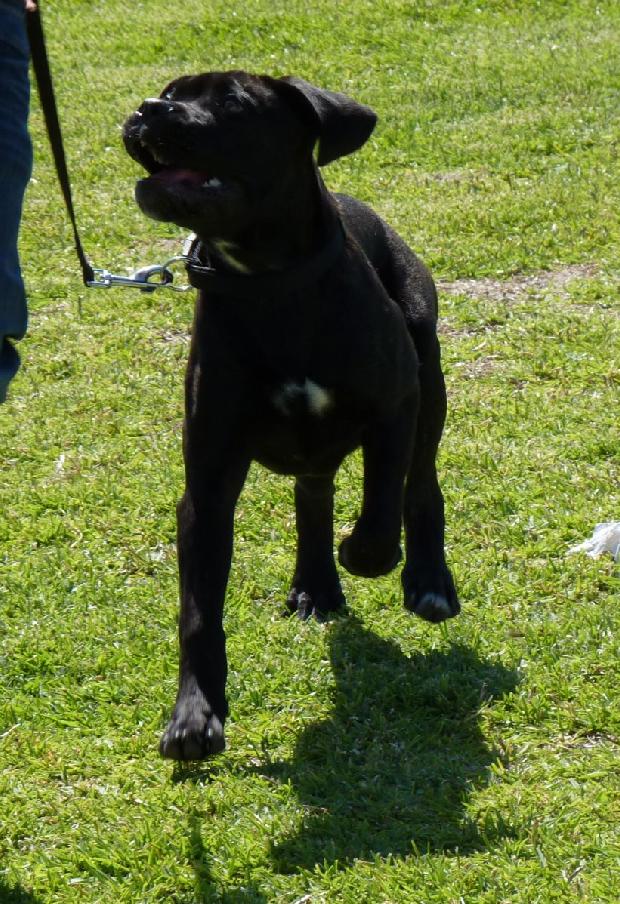 Cane Corso Italiano