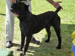 Cães