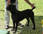 Cães