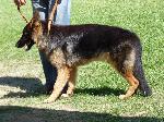 Cães