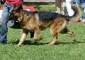 Cão de Pastor Alemão