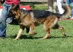 Cães