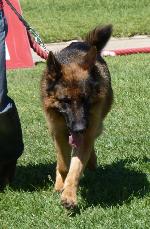 Cães
