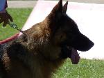 Cães