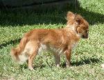 Cães