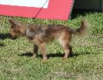 Cães