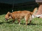 Cães