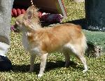 Cães
