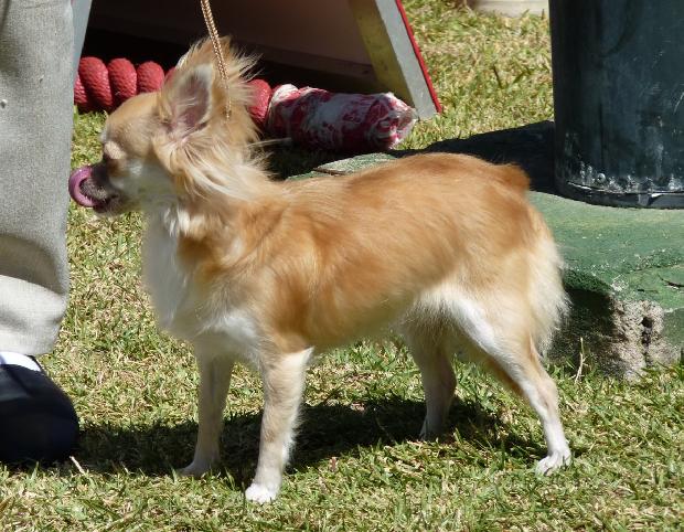 Chihuahua de Pêlo Comprido