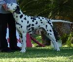 Cães