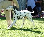 Cães