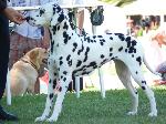 Cães
