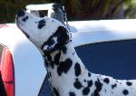 Cães