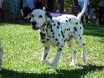 Cães