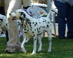 Cães