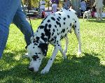 Cães