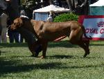 Cães