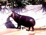 Hipopótamo anão nasce no jardim zoológico da cidade