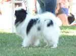 Cães