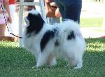 Cães