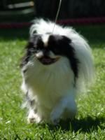Cães
