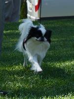 Cães