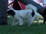 Cães
