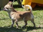 Cães