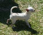Cães