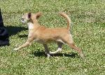 Cães