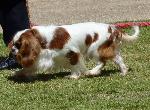 Cães