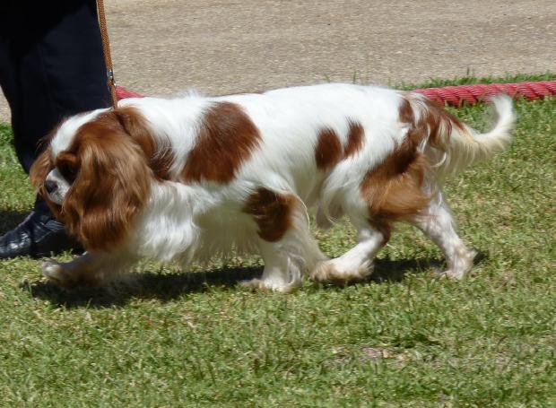 Cavalier King Charles Spaniel